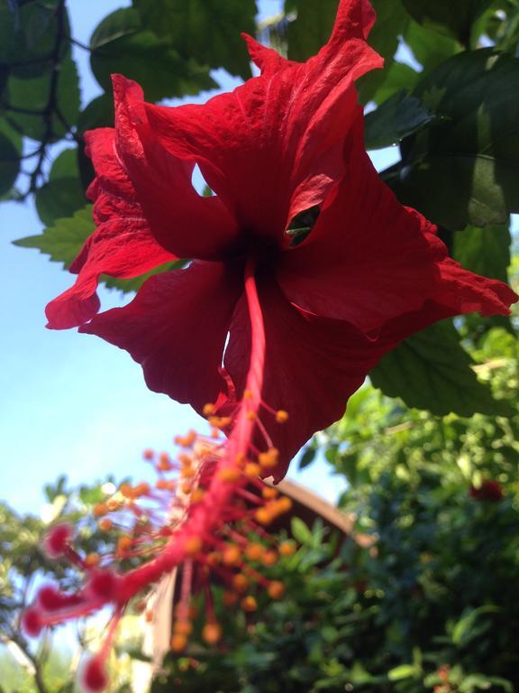 גילי מנו Gili Garden Bungalow מראה חיצוני תמונה