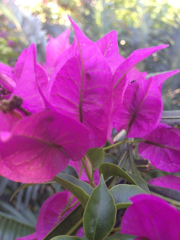 גילי מנו Gili Garden Bungalow מראה חיצוני תמונה
